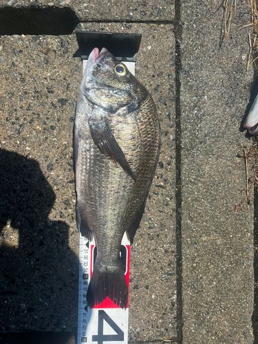 チヌの釣果