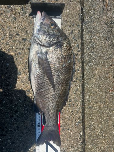 チヌの釣果