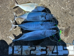 ハガツオの釣果