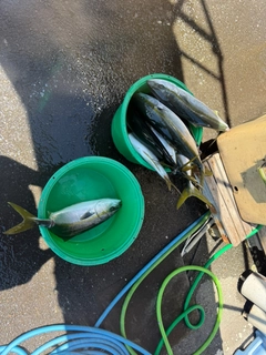 イナダの釣果
