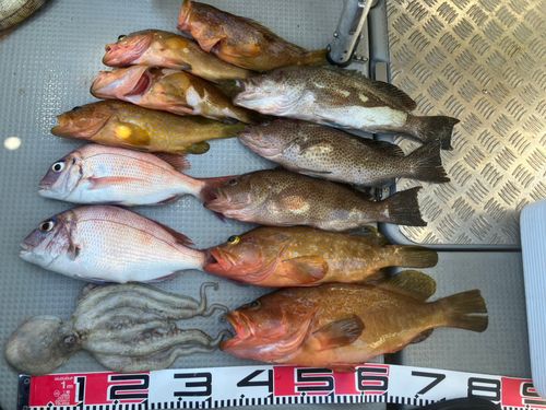 マダコの釣果