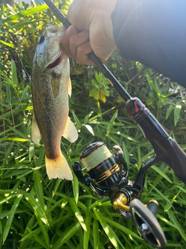 ラージマウスバスの釣果