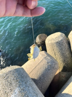 フグの釣果