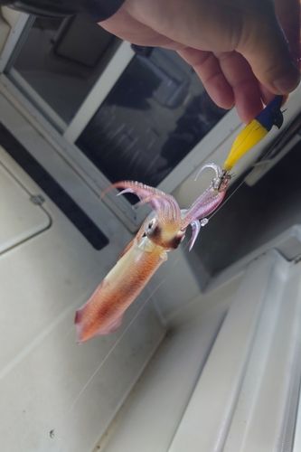アカイカの釣果
