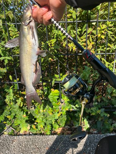アメリカナマズの釣果