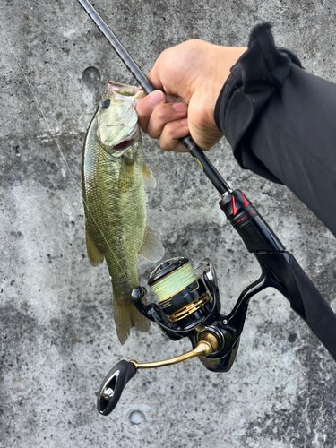 ラージマウスバスの釣果