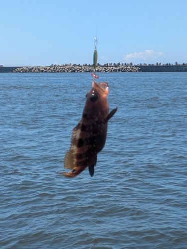 キジハタの釣果