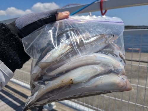 シロギスの釣果