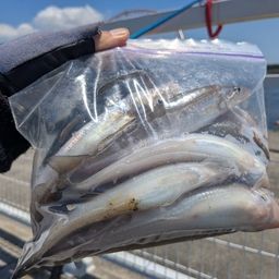 シロギス