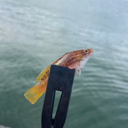 ホシササノハベラ