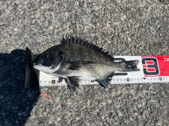 チヌの釣果