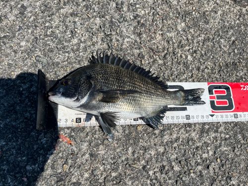 チヌの釣果