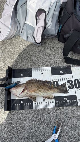 オオモンハタの釣果