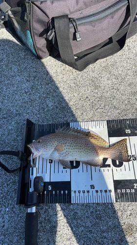 オオモンハタの釣果