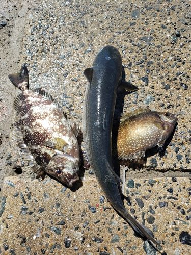 バリの釣果