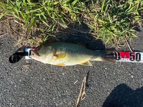 ブラックバスの釣果