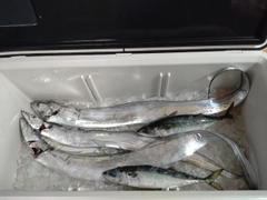 タチウオの釣果