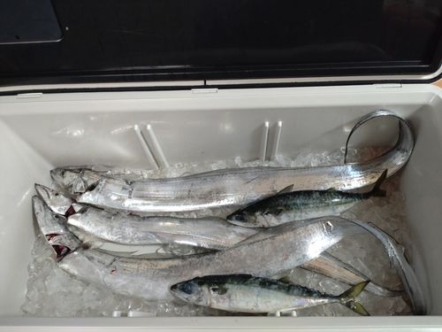 タチウオの釣果