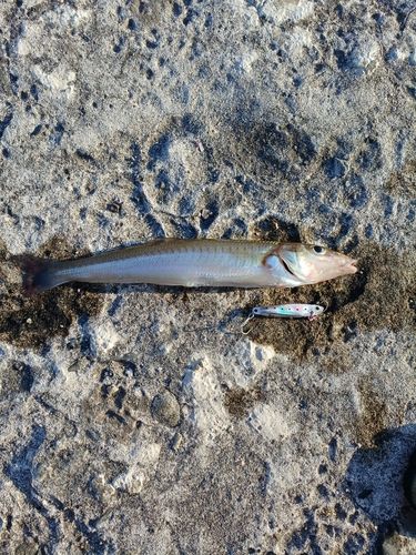 キスの釣果