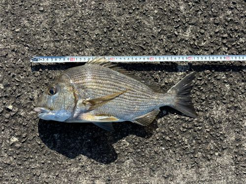 ヘダイの釣果