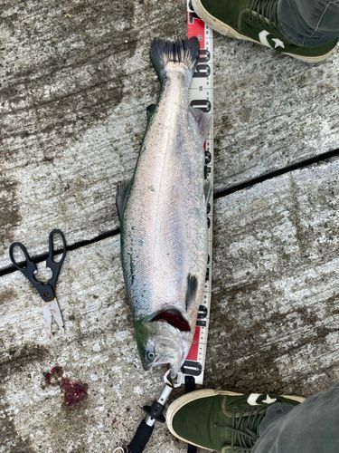 ギンザケの釣果