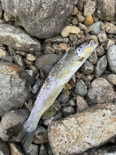 ヤマメの釣果