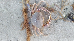 ヒラツメガニの釣果