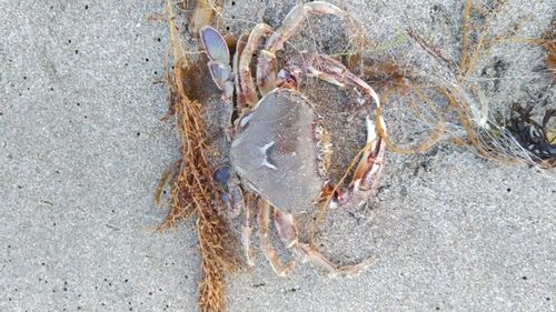 ヒラツメガニの釣果