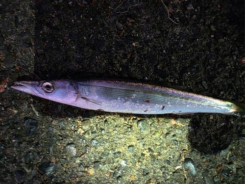カマスの釣果