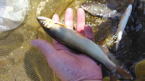 アユの釣果