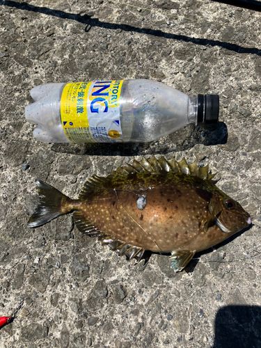 アイゴの釣果
