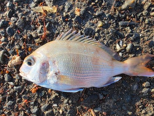 チャリコの釣果