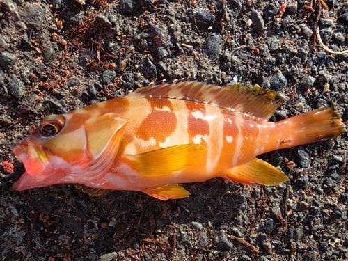 アカハタの釣果