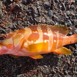 アカハタ