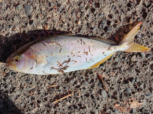 ショゴの釣果