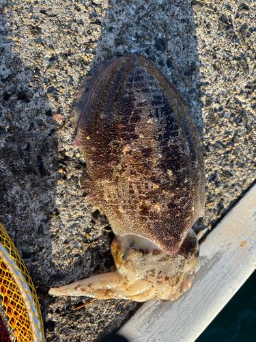 コウイカの釣果