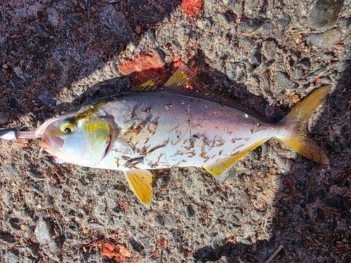 ショゴの釣果