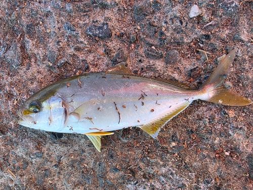 ショゴの釣果