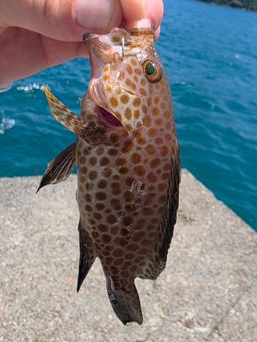 オオモンハタの釣果