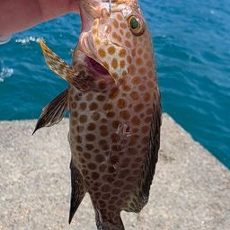 オオモンハタ