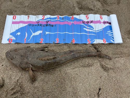 マゴチの釣果