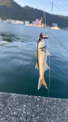 ムツの釣果