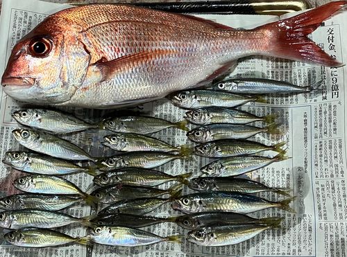 マダイの釣果