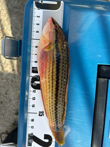 キュウセンの釣果