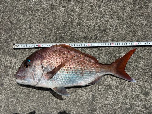 マダイの釣果