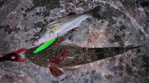 マゴチの釣果