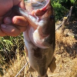 ラージマウスバス