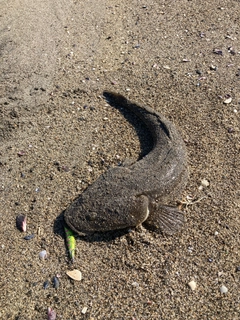 マゴチの釣果