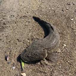 マゴチ