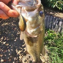 ラージマウスバス